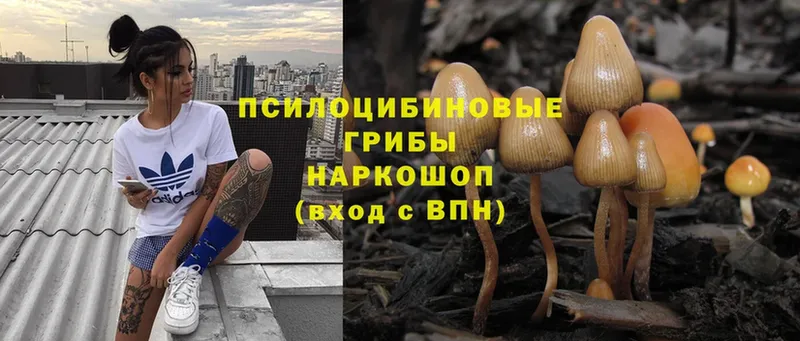 Галлюциногенные грибы Psilocybe  Кола 